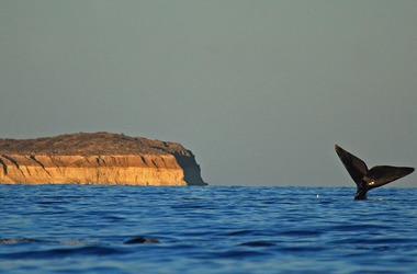 Comprar excursiones en Puerto Madryn (Precios 2026 + Reserva online)